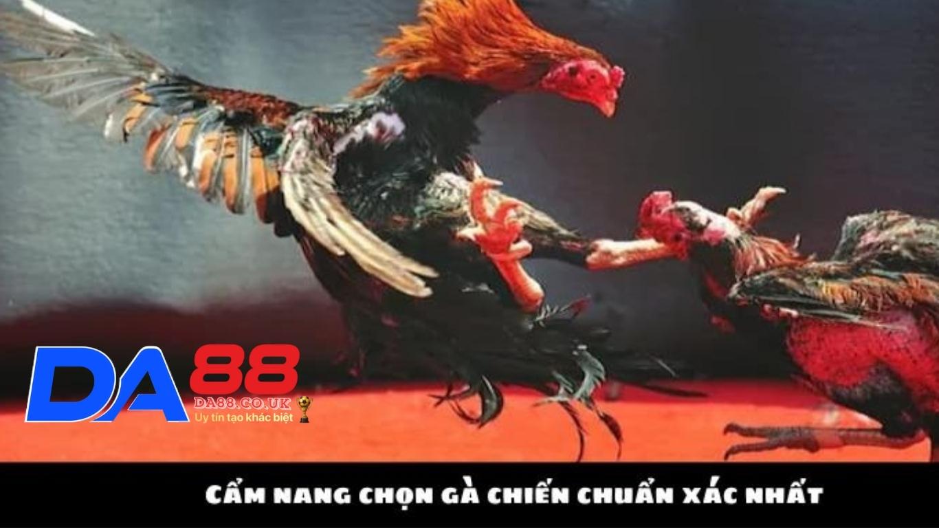 Bật mí bí kíp Đá gà Da88 của các cao thủ