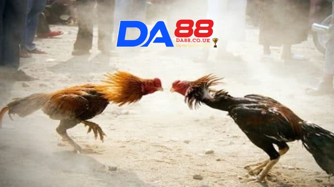 Các thể loại Đá gà Da88 được ưa chuộng